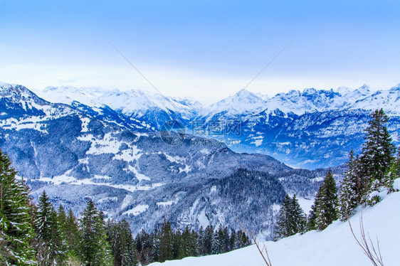 美丽的冬季风景雪覆盖树木图片