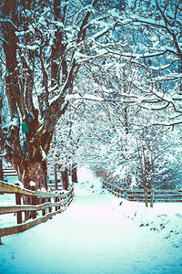 下雪覆盖的树木冬季风景图片