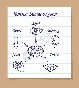 人类五种感觉器官图片