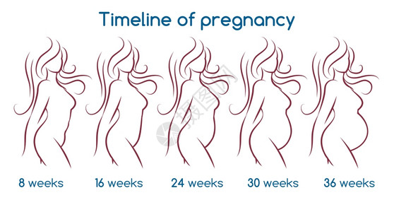 怀孕时间线与直妇女短视的怀孕时间图片
