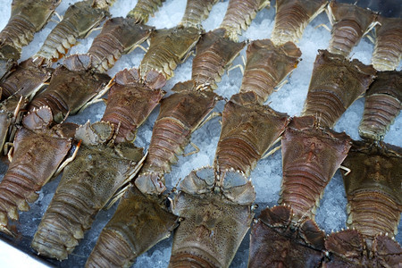 海产鲜市场渔业的许多新鲜龙虾图片