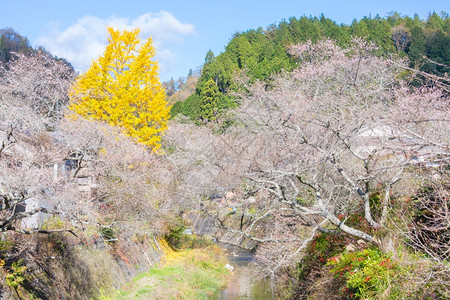 名古屋奥巴拉秋天的风景樱花春日秋朵图片