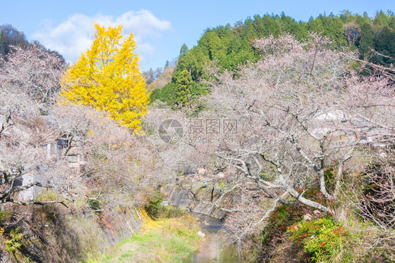 名古屋奥巴拉秋天的风景樱花春日秋朵图片