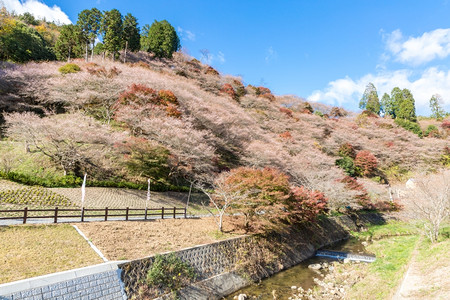 名古屋奥巴拉秋天的风景樱花春日秋朵图片