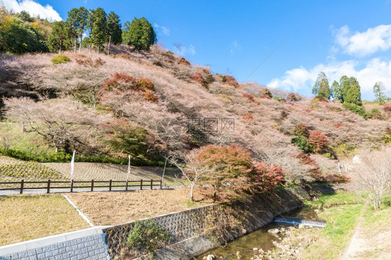 名古屋奥巴拉秋天的风景樱花春日秋朵图片