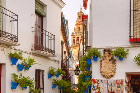 西班牙科尔多瓦老犹太区著名花街CallejadelasFlores和西班牙安达卢亚市BellTowerMezquita的白墙上花图片