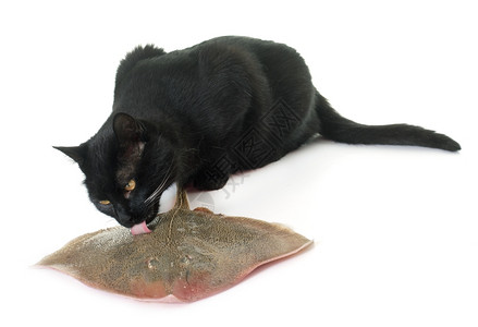 猫吃鱼猫在白色背景面前吃新鲜的射线背景