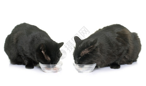 在白色背景面前吃饭的猫图片