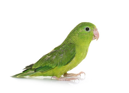 绿色太平洋鹦鹉图片图片