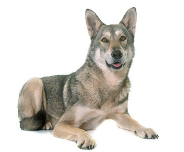白色背景面前的萨鲁狼犬图片