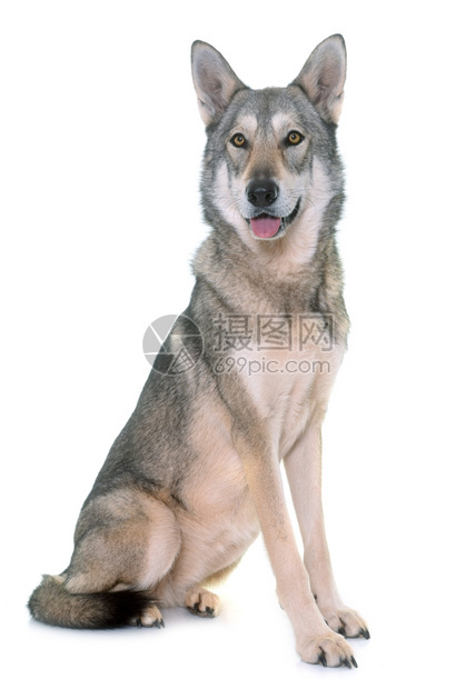 白色背景面前的萨鲁狼犬图片