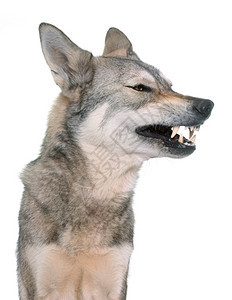在白色背景面前凶猛的萨鲁狼犬图片