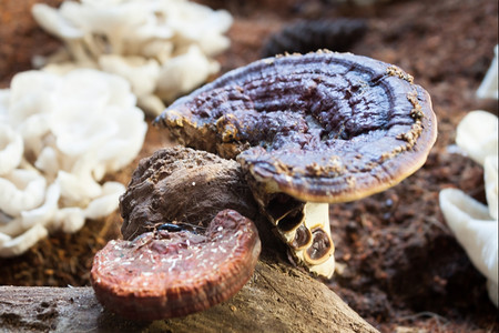 新鲜的reishi蘑菇供展示库存照片图片