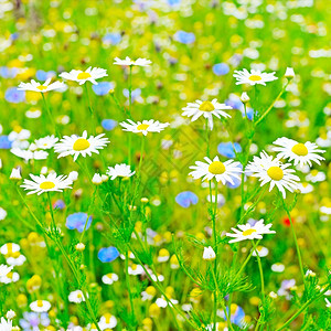 草原上的白菊花粉背景图片