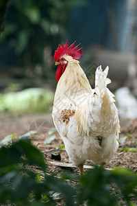 自然背景上的鸡肉图像农场动物图片
