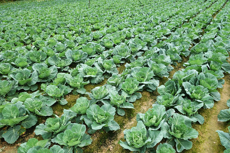 卡梅伦高地马来西亚数排种植的卷心菜图片