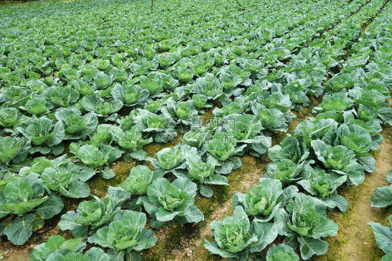 卡梅伦高地马来西亚数排种植的卷心菜图片