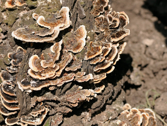 树上的蘑菇聚居地图片