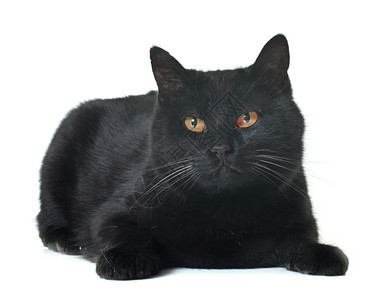 白色背景前的黑猫背景图片