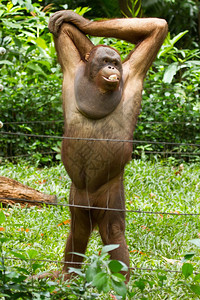 在西贡越南的OrangutanPongopygmaeus目前只有婆罗洲和苏门答腊的雨林有Orangutan人图片