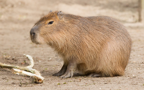 CapybaraHydrochoerus水手坐在沙子里吃东西图片