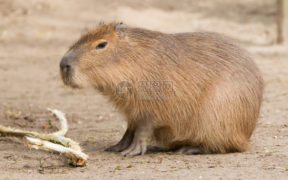 CapybaraHydrochoerus水手坐在沙子里吃东西图片