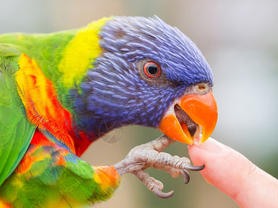 澳大利亚彩虹LorikeetTrichoglossusmolluccccanus舔人手指图片