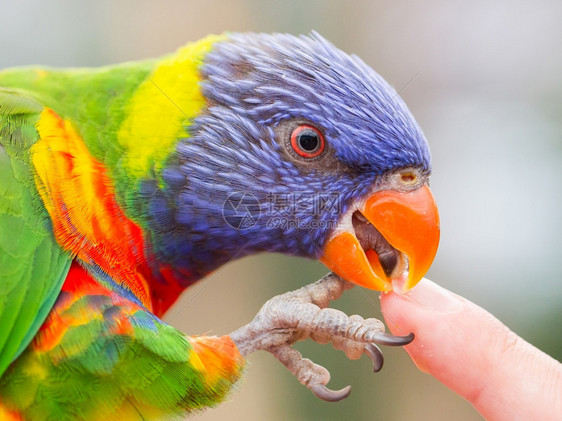 澳大利亚彩虹LorikeetTrichoglossusmolluccccanus舔人手指图片