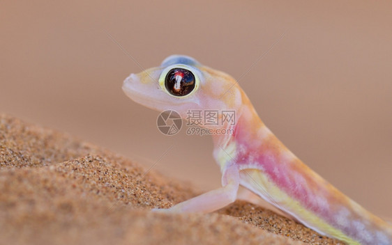 PalmatogeckoPachydactylusrangei又称Web脚盖科纳米布沙漠的夜总会壁画图片