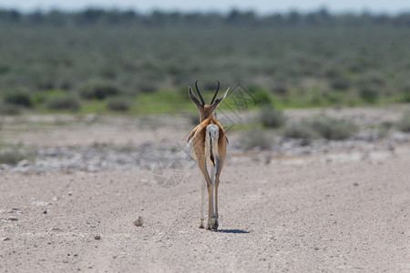 SpringbokantorcasmarsupialisAntidorcasmarsupialis离开纳米比亚Etosha公园图片
