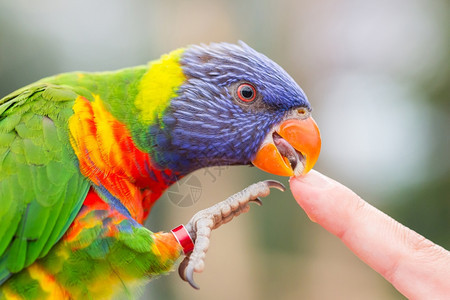 澳大利亚彩虹LorikeetTrichoglossusmolluccccanus舔人手指图片