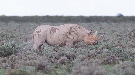 黑犀牛DicerosbicornisEtosha纳米比亚图片