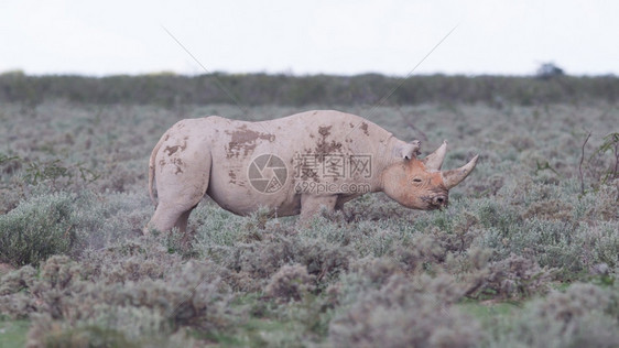 黑犀牛DicerosbicornisEtosha纳米比亚图片