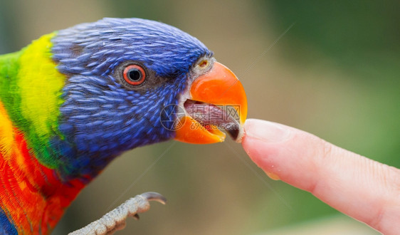 澳大利亚彩虹LorikeetTrichoglossusmolluccccanus舔人手指图片