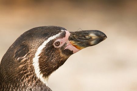 土丘动物园的一只洪堡企鹅图片