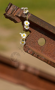 Westerbork的一朵花图片