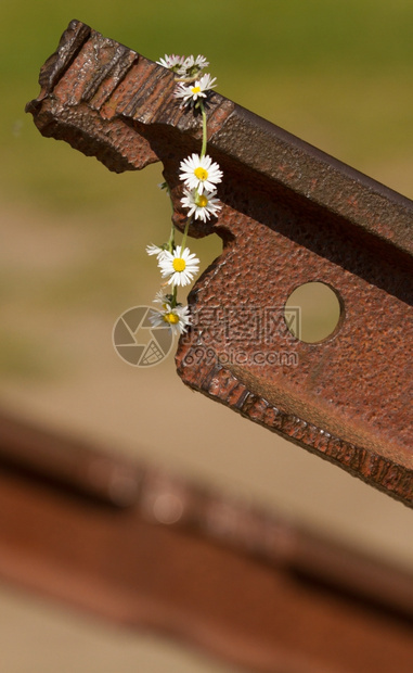 Westerbork的一朵花图片