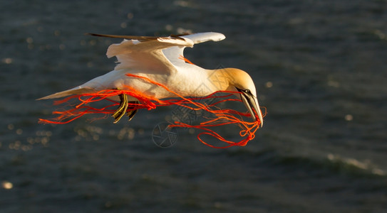 一只甘网在嘴上用橙色绳子飞翔图片