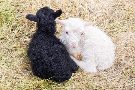 躺在草地上的小新生羊羔黑白冰岛图片