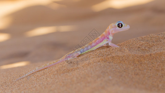 PalmatogeckoPachydactylusrangei又称Web脚盖科纳米布沙漠的夜总会壁画图片