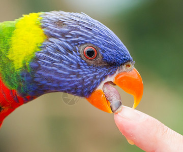 澳大利亚彩虹LorikeetTrichoglossusmolluccccanus舔人手指图片