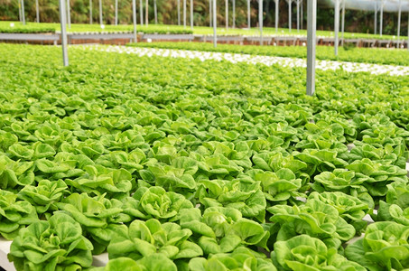 商业温室无土蔬菜种植图片