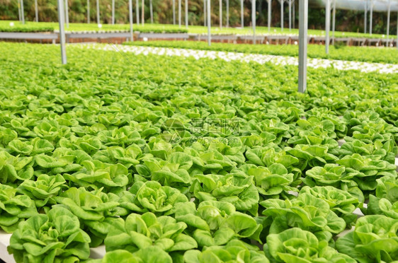 商业温室无土蔬菜种植图片