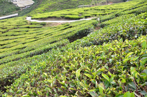 马来西亚卡梅伦高地茶叶种植园图片