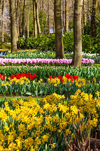 荷兰春季花园Keukenhof荷兰列支敦士登花和郁金香公园图片