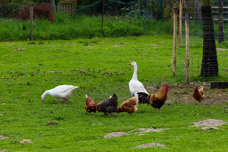 一群鸡在草地上吃图片