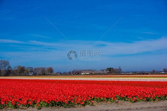 彩色的郁金香花朵田图片