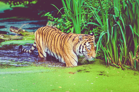 虎在水中行走森林中行走图片