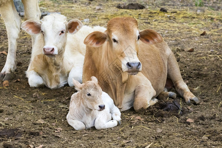 一家三口的奶牛肖像图片素材