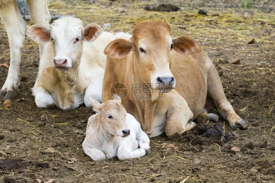 一家三口的奶牛肖像图片